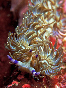 Pteraeolidia ianthina, Clovelly by Doug Anderson 